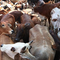Animal Husbandry